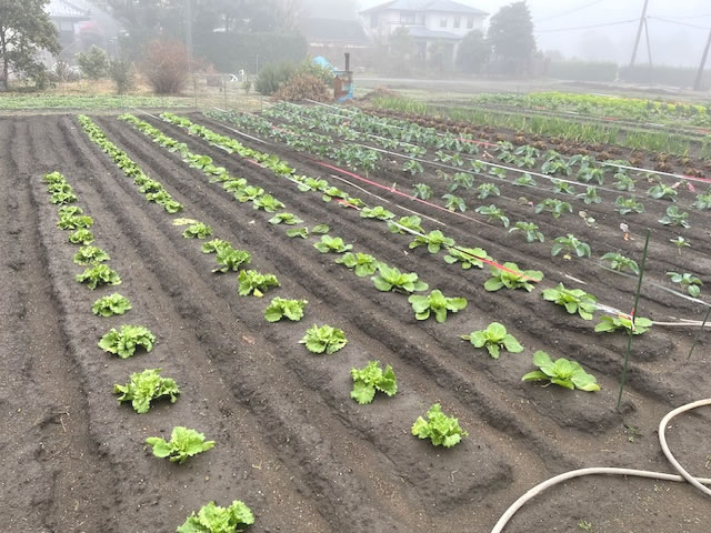 栽培している野菜のイメージ写真2