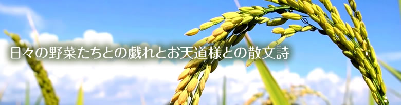 日々の野菜たちとの戯れとお天道様との散文詩