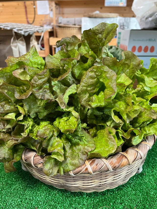 サニーレタス1個（完全有機栽培、農薬不使用）