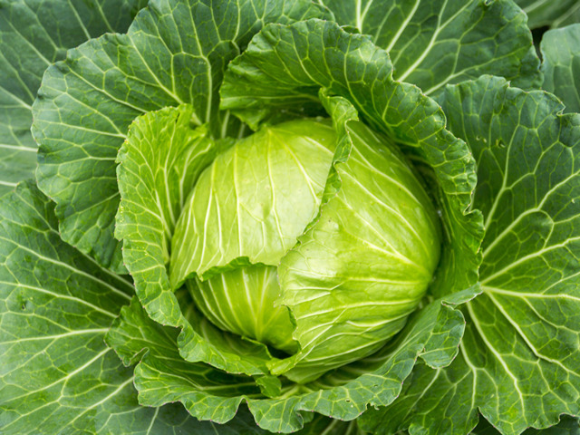 キャベツ（完全有機栽培、農薬不使用）
